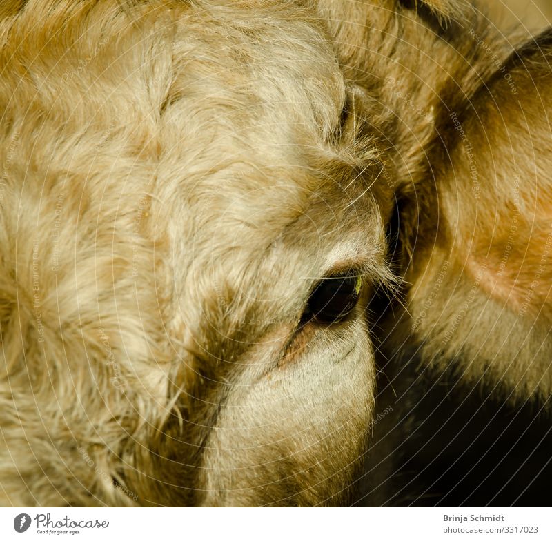 Portrait einer grauen Kuh mit sanftem Blick Tier Nutztier 1 gebrauchen Denken glänzend ästhetisch blond Freundlichkeit Gesundheit ruhig authentisch standhaft