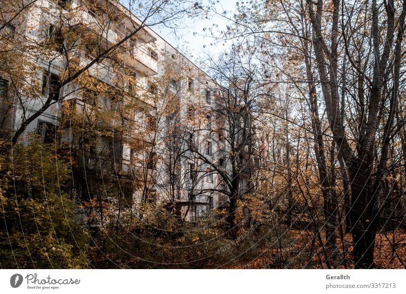 verlassenes Haus zwischen den Bäumen in Tschernobyl Ferien & Urlaub & Reisen Tourismus Ausflug Pflanze Himmel Herbst Baum Gebäude Architektur Straße bedrohlich