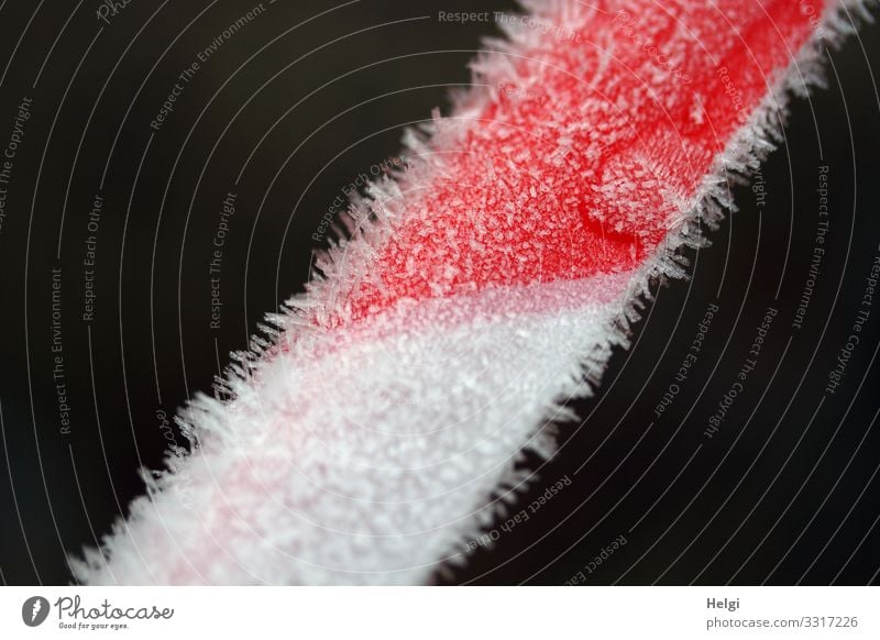 Eiszeit | rot-weißes Flatterband aus Kunststoff ist bedeckt mit Eiskristallen Umwelt Natur Winter Frost Schilder & Markierungen festhalten frieren authentisch