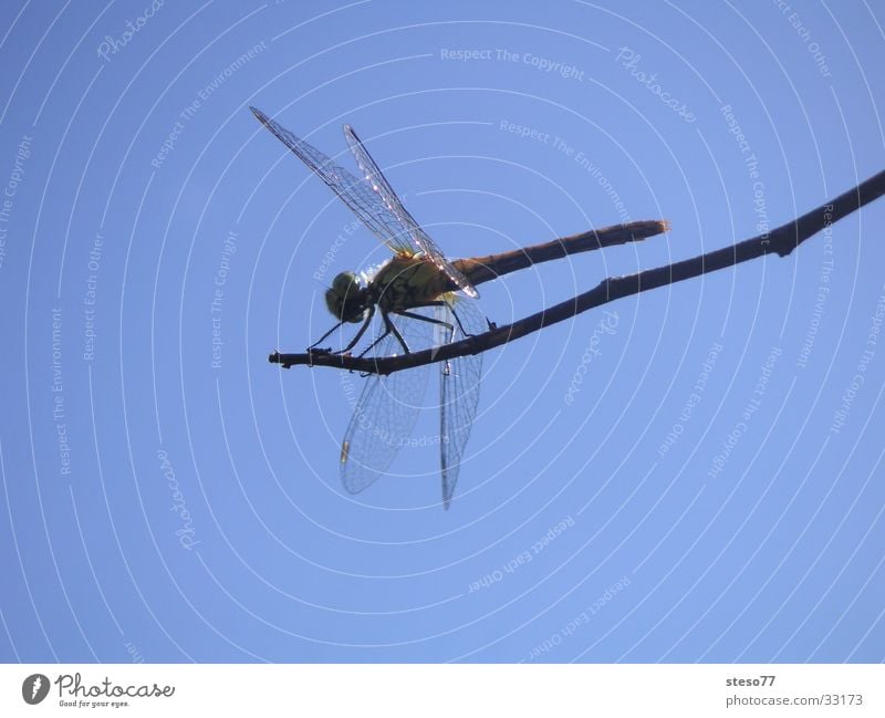 Libelle Insekt Makroaufnahme Detailaufnahme Himmel Ast