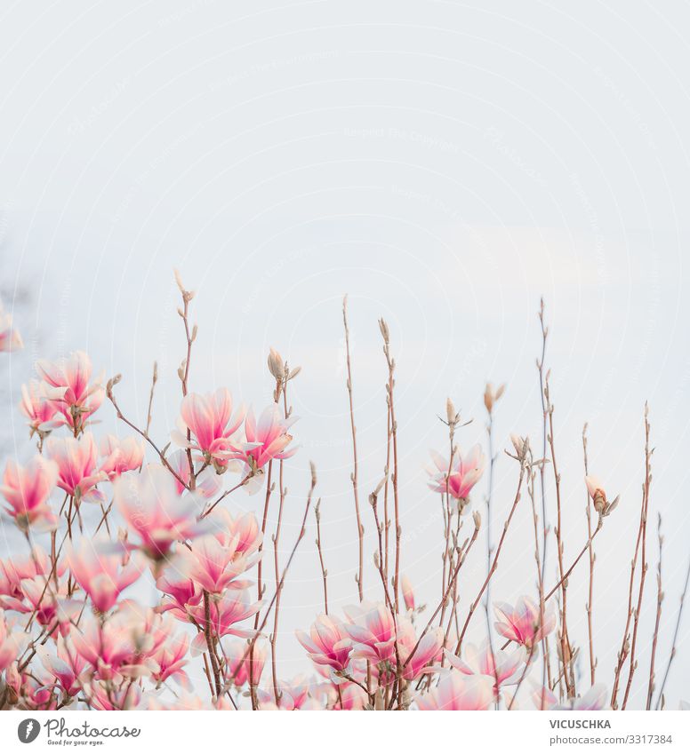 Reizendes rosa Blühen der Magnolie Natur Pflanze Frühling Schönes Wetter Blume Blüte Garten Park Design Magnoliengewächse Hintergrundbild Farbfoto Außenaufnahme