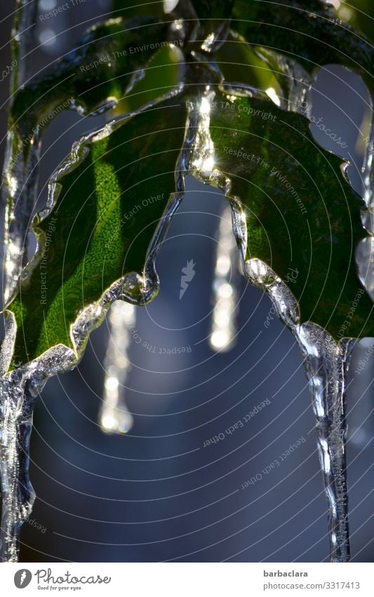 Eiszeit | Eiszapfen an Stechpalme Urelemente Wassertropfen Winter Frost Pflanze hängen leuchten kalt Spitze blau grün Stimmung Klima Natur Umwelt Farbfoto