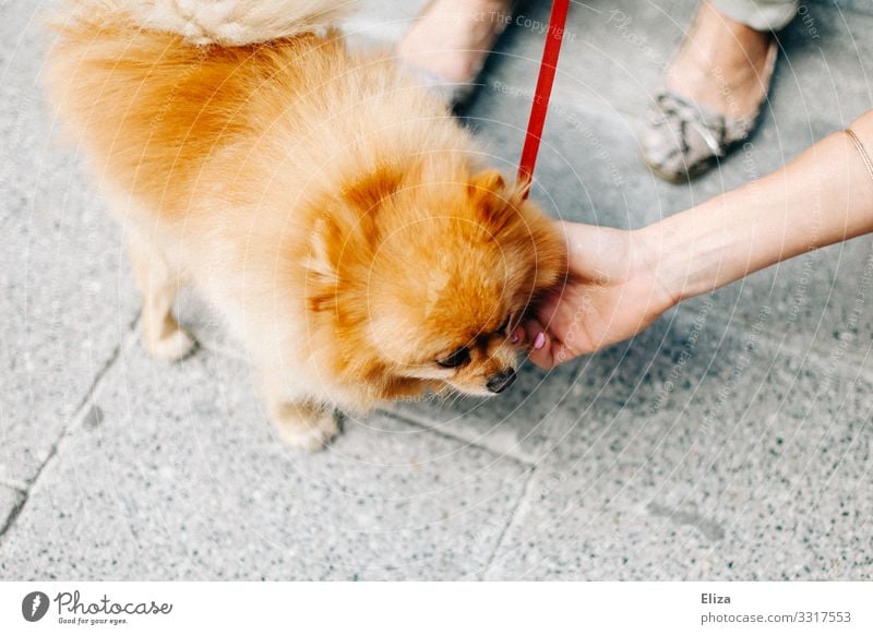Ein wuscheliger Zwerspitz Hund, der auf der Straße von einer Passantin gestreichelt wird Tier Sympathie Haustier Hundeleine Kraulen Fußgänger Streicheln Fell
