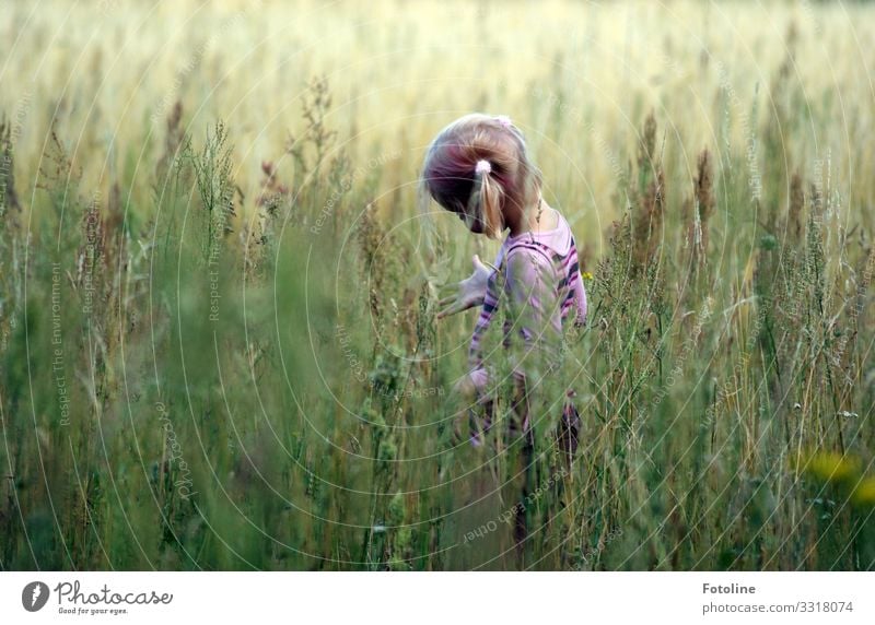 Naturforscherin ;-) Mensch feminin Kind Mädchen Kindheit Haare & Frisuren 1 Umwelt Landschaft Pflanze Sommer Gras Wiese hell natürlich grün Zopf forschen