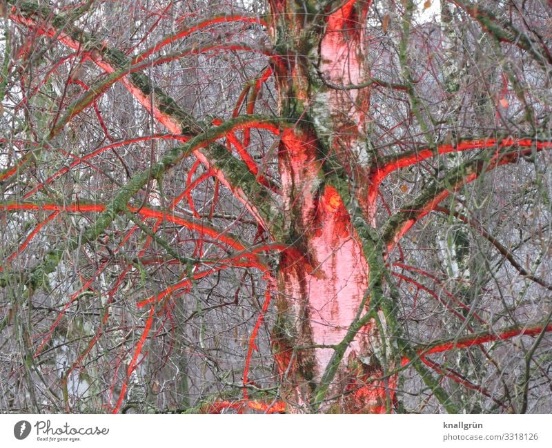 Illumination Pflanze Baum Birke Birkenwald leuchten einzigartig braun rot Kreativität Kunst Natur Kunstprojekt Farbfoto Außenaufnahme Menschenleer Tag