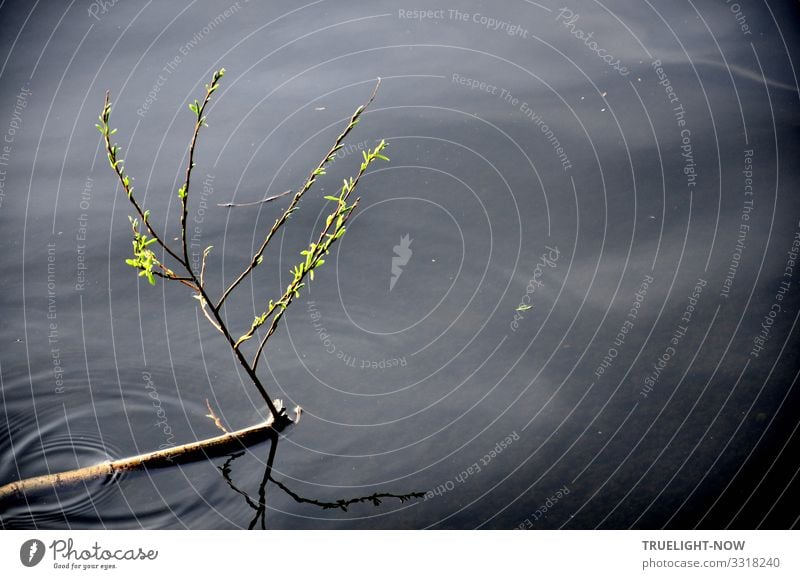Nicht aufzuhalten - der Frühling Umwelt Natur Landschaft Pflanze Urelemente Wasser Himmel Wolken Klima Schönes Wetter Sträucher Blatt Weide See Fluss Havel grau