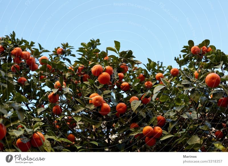 Mandarinenbaum voller Früchte. Frucht Garten Natur Baum Blatt Wachstum hell grün orange Jahr Chinesisch Zitrusfrüchte Valencia Lebensmittel Hain Markt