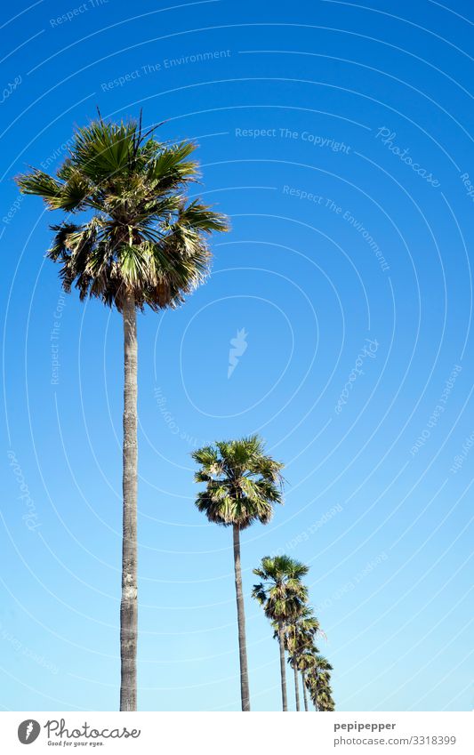 palmen Ferien & Urlaub & Reisen Tourismus Ausflug Ferne Freiheit Umwelt Natur Himmel Wolkenloser Himmel Sommer Pflanze Baum Palme Küste Strand Meer dünn blau