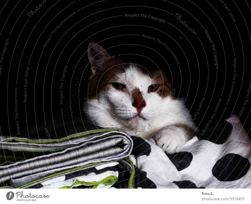 Bettwäsche Häusliches Leben Schlafzimmer Kleiderschrank Tier Haustier Katze 1 genießen Blick träumen kuschlig schön Geborgenheit ruhig Hauskatze Farbfoto
