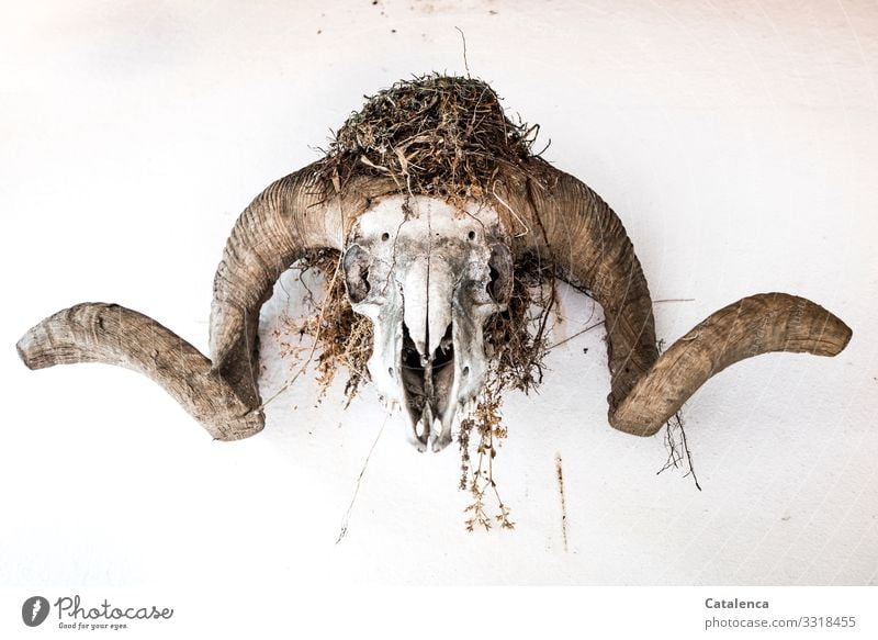 Farbreduziert | Widderschädel an der Wand mit Vogelnest Tier Schaf Nutztier Natur totes Tier Knochen Hörner Tod Vergänglichkeit Ende Traurigkeit Nest Gras