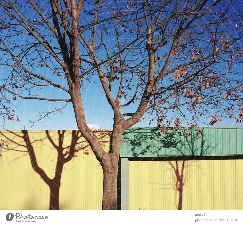 Schattenboxen Umwelt Natur Landschaft Wolkenloser Himmel Herbst Schönes Wetter Baum Ast Zweige u. Äste Baumschatten Fassade Baumarkt Blech Wand Supermarkt