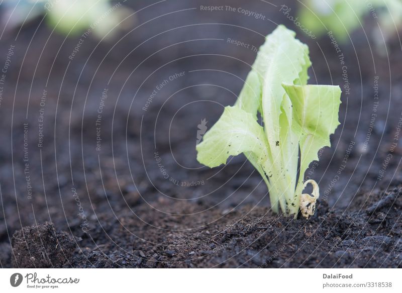 Bio-Eiche Salatplantage Realszene Gemüse Ernährung Vegetarische Ernährung Sommer Garten Industrie Technik & Technologie Hand Umwelt Natur Pflanze Blatt Wachstum