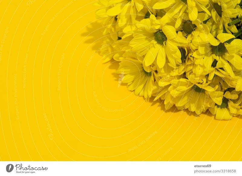 Gelber Chrysanthemenstrauß auf gelbem Hintergrund. Blume Blumenstrauß Blüte geblümt Frühling Natur Pflanze vereinzelt Gänseblümchen Blatt schön Valentinstag