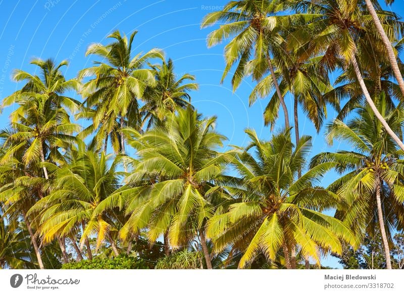 Kokosnusspalmen vor dem blauen Himmel exotisch Ferien & Urlaub & Reisen Ausflug Abenteuer Expedition Sommer Sommerurlaub Natur Pflanze Baum grün Handfläche
