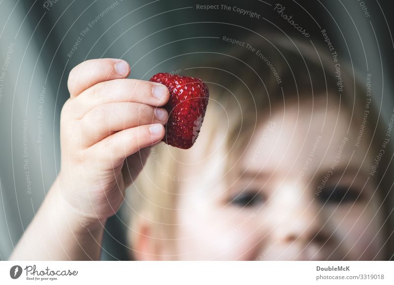 Ein Kind hält eine Erdbeere stolz in der Hand Lebensmittel Frucht Erdbeeren Mensch Mädchen Junge Finger 1 1-3 Jahre Kleinkind berühren festhalten Fröhlichkeit