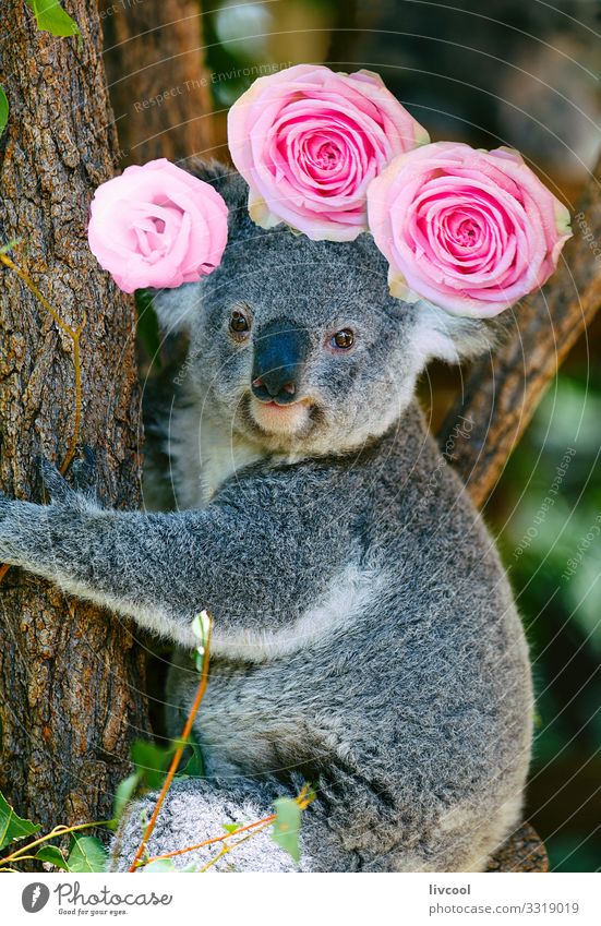 koala mit rosenkrone, australien Ferien & Urlaub & Reisen Ausflug Abenteuer Familie & Verwandtschaft Menschengruppe Natur Tier Baum Blume Rose Blatt Wald