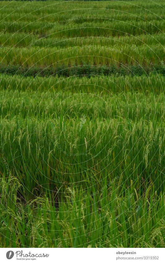die Reisfelder im Norden Thailands Sommer Sonne Garten Umwelt Natur Landschaft Pflanze Himmel Wolken Gras Park Wiese Wachstum frisch natürlich grün asiatisch