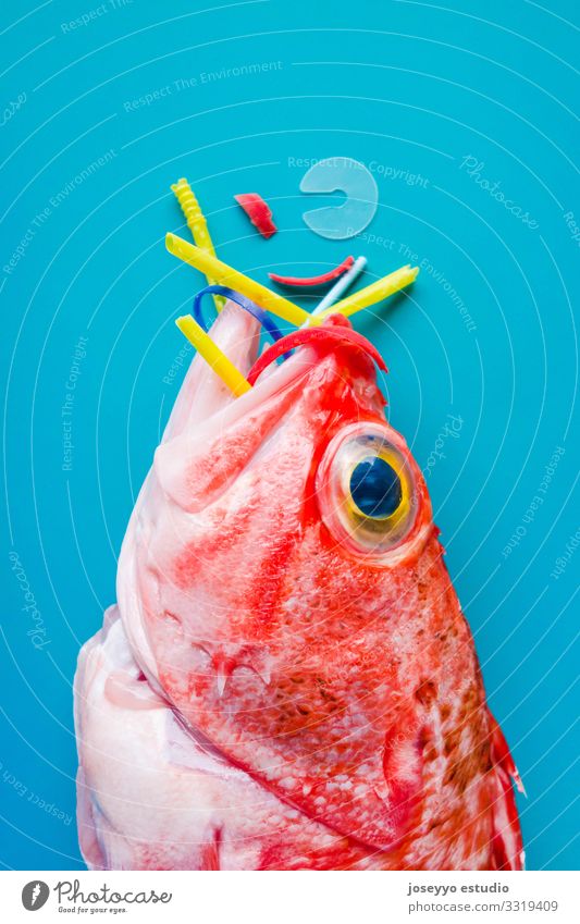 Rote Fische auf blauem Grund fressen Plastik und Mikroplastik. Tier aquatisch Blauer Hintergrund blackbelly Nahaufnahme Entwurf Erhaltung Umweltverschmutzung