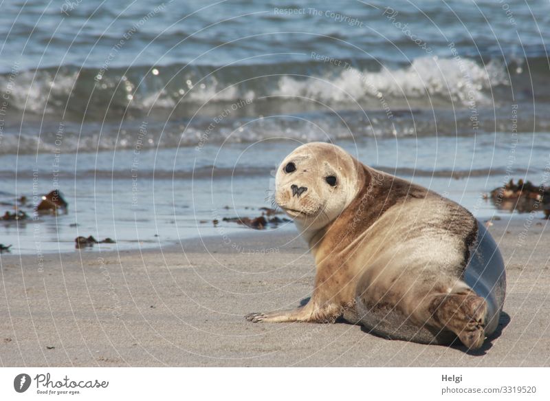 Seehund liegt am Strand der Düne von Helgoland Umwelt Natur Landschaft Tier Wasser Sommer Schönes Wetter Wellen Küste Nordsee Insel Wildtier Robben 1 beobachten