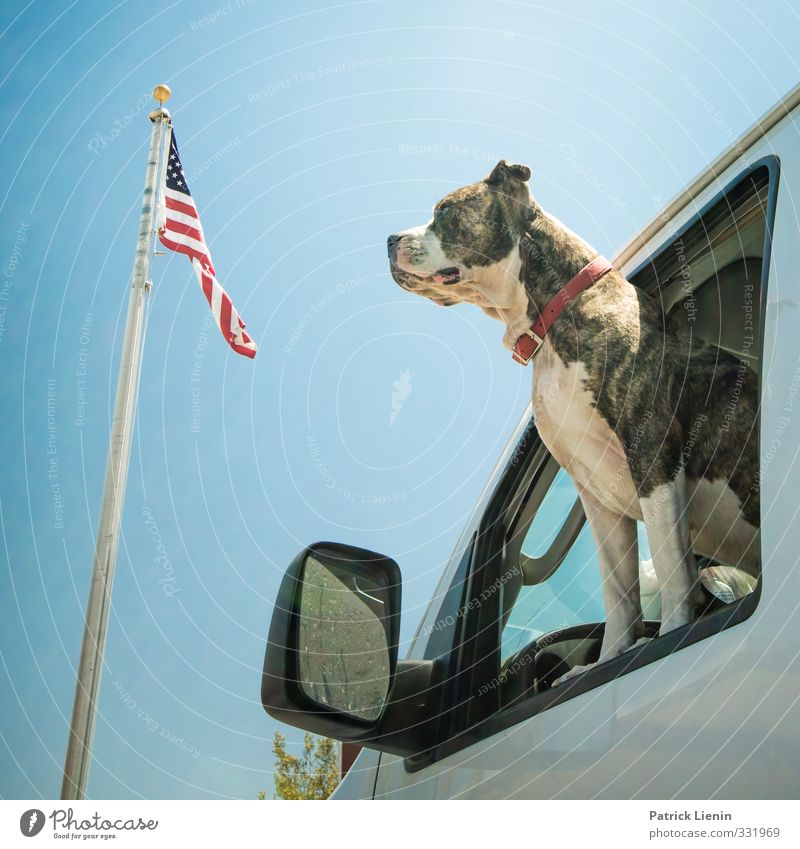 Born in the USA Lifestyle Stil Freude Tier Haustier Hund 1 Partnerschaft Farbfoto Außenaufnahme Licht Tierporträt