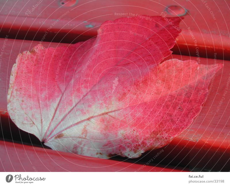 Herbstblatt Blatt rot Farbenspiel Nahaufnahme Natur