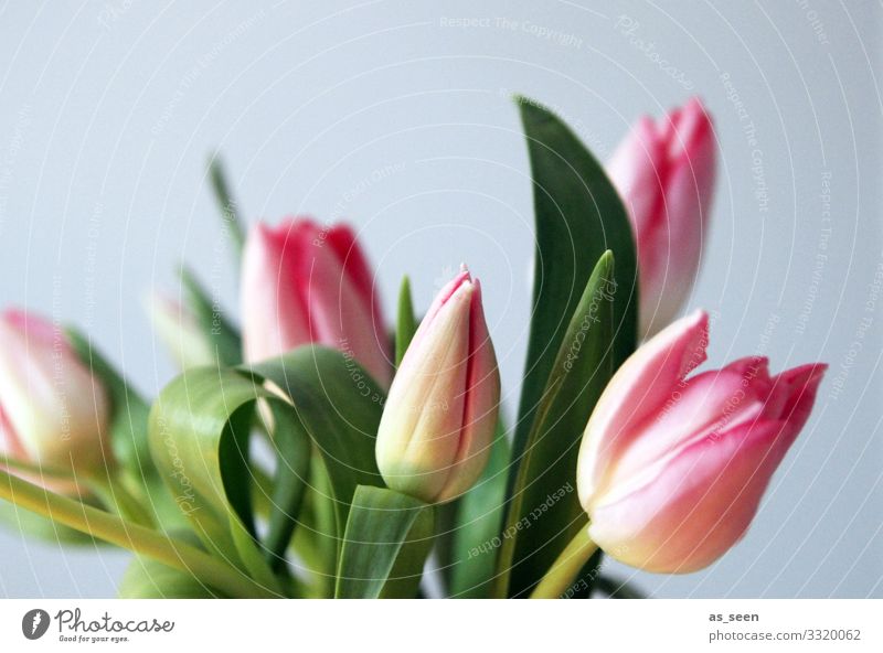 Frühlingstulpen Lifestyle Dekoration & Verzierung Feste & Feiern Valentinstag Muttertag Ostern Geburtstag Taufe Umwelt Natur Pflanze Blume Tulpe Blatt