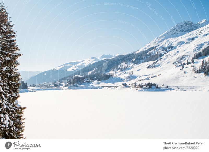 Davos Natur Landschaft blau weiß Davoser see Winter Bergen Schnee Baum Schönes Wetter Außenaufnahme Aussicht Luft Schweiz Farbfoto Menschenleer