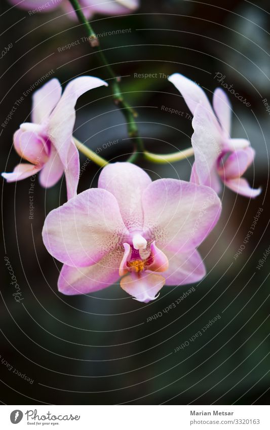 Rosa Orchidee - Phalaenopsis Blume Natur Pflanze Blatt Blüte Grünpflanze Wildpflanze Topfpflanze exotisch Garten einfach elegant schön Sauberkeit feminin