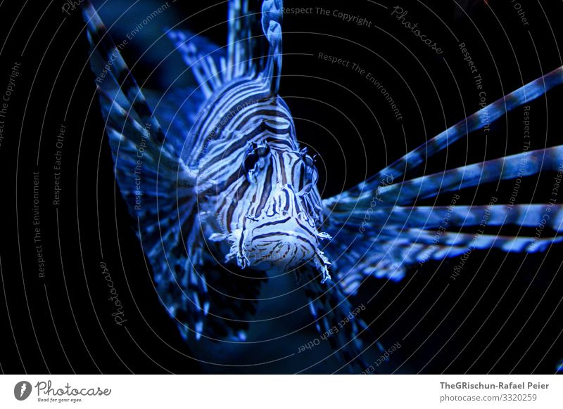 Fisch Tier 1 blau schwarz Schwimmsport Lebewesen Aggression Strukturen & Formen ästhetisch Auge Aquarium Farbfoto Innenaufnahme Menschenleer Textfreiraum oben