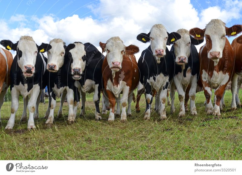 Kuhherde Lebensmittel Fleisch Wurstwaren Käse Joghurt Milcherzeugnisse Landwirtschaft Forstwirtschaft Umwelt Natur Landschaft Tier Himmel Klima Klimawandel