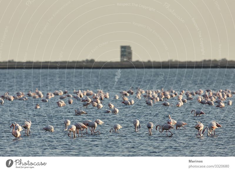 Blick auf rosa Flamingovögel im Fluss Evros, Griechenland. schön Ferien & Urlaub & Reisen Natur Himmel Park Vogel frisch natürlich blau Delta Beautyfotografie