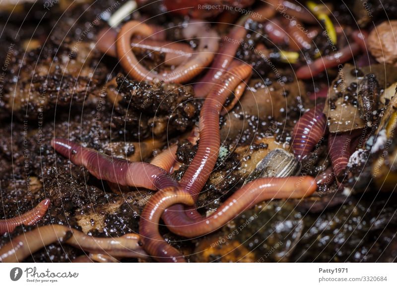 Kompostwürmer - Eisenia foetida Tier Nutztier Wildtier Wurm Regenwurm Tiergruppe eisenia foetida Ekel natürlich braun nachhaltig Natur Farbfoto Nahaufnahme