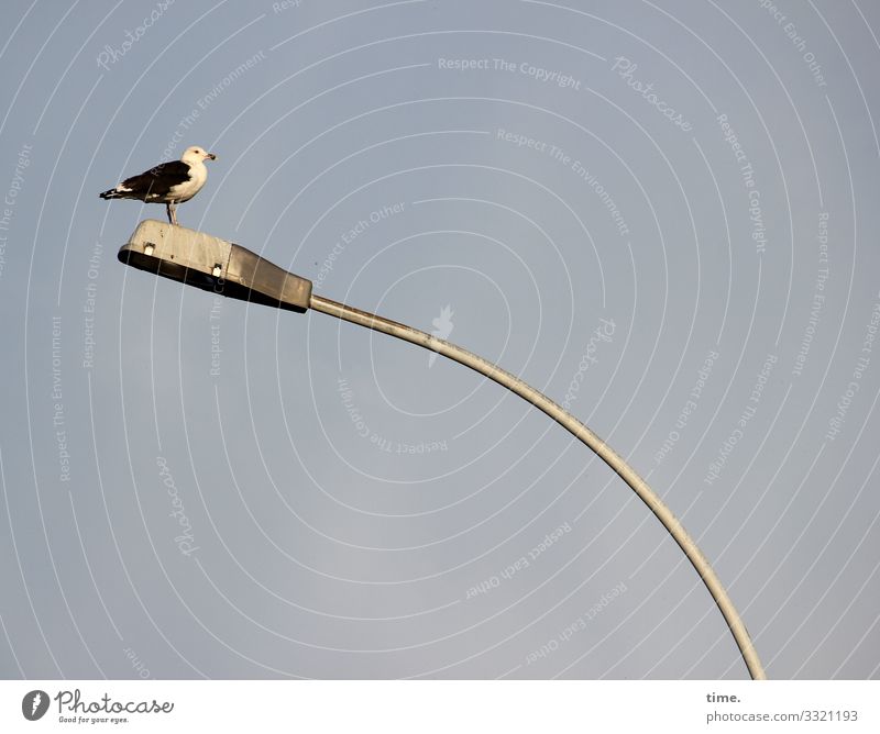 Möwenwippe (by kind permission © bitti) laterne möwe vogel sitzen tierportrait himmel gewicht kraft spannung straßenbeleuchtung