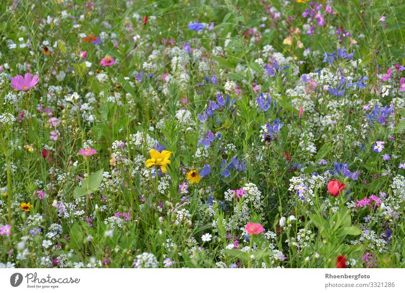 Blumenwiese Freizeit & Hobby Sommer Sommerurlaub wandern Natur Landschaft Pflanze Tier Erde Klima Klimawandel Wetter Schönes Wetter Gras Wildpflanze Garten Park