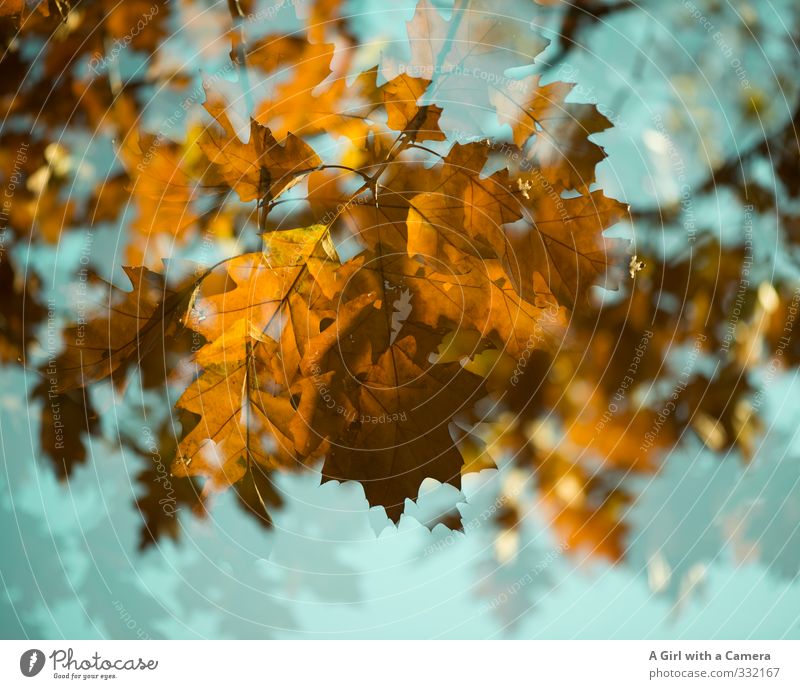Frühling wie Herbst Baum Garten Park Wald gold türkis Herbstlaub Doppelbelichtung Ahorn Farbfoto mehrfarbig Außenaufnahme Experiment abstrakt Menschenleer