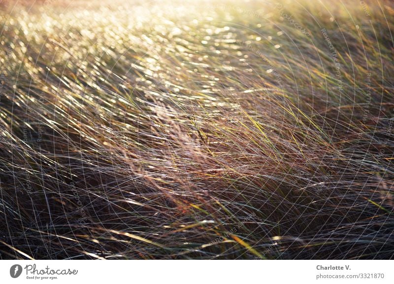 Im Meer aus herbstlich gefärbten Grashalmen reflektiert das zarte Licht des ausklingenden Tages. Umwelt Natur Pflanze Sonnenlicht Herbst Schönes Wetter