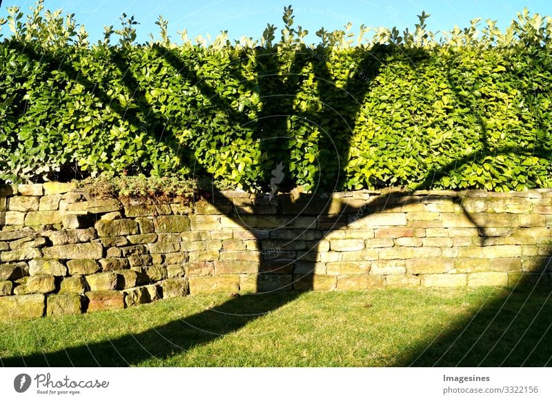 Baumschatten Natur Pflanze Himmel Schatten Schattenspiel Umwelt "Baumschatten Steine mauer Hecke Garten Hintergrund blauer Himmel Halbschatten ansicht Sonne