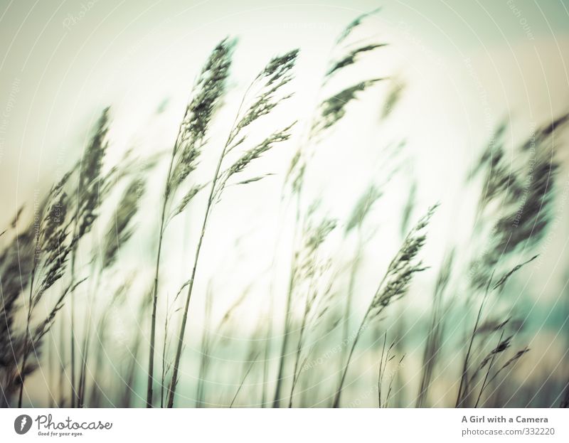 Rømø - gutes Gras Umwelt Natur Pflanze Himmel Frühling Feld Zusammenhalt wehen Gedeckte Farben Außenaufnahme Experiment abstrakt Menschenleer Abend Dämmerung