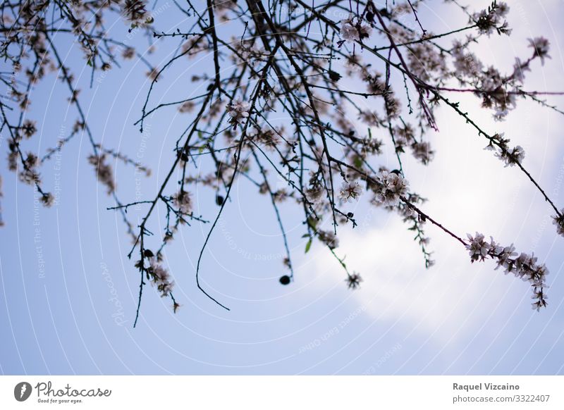 Zweige eines Mandelbaums Wellness Pflanze Himmel Frühling Baum Blume Wald blau weiß Niederlassungen um zu gedeihen Überstrahlung Jahreszeiten Ast Konsistenz