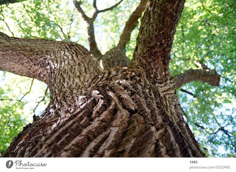 Baumstamm Natur Pflanze Schönes Wetter Grünpflanze Nutzpflanze Holz Baumrinde Blick tragen Wachstum alt nah nachhaltig natürlich saftig stark braun grün achtsam