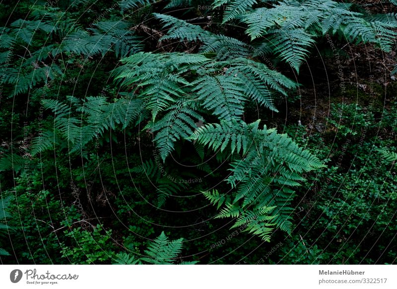 Farn im Wald Natur Landschaft Pflanze Grünpflanze Wildpflanze ästhetisch Schweden Licht Schatten Farbfoto Vogelperspektive