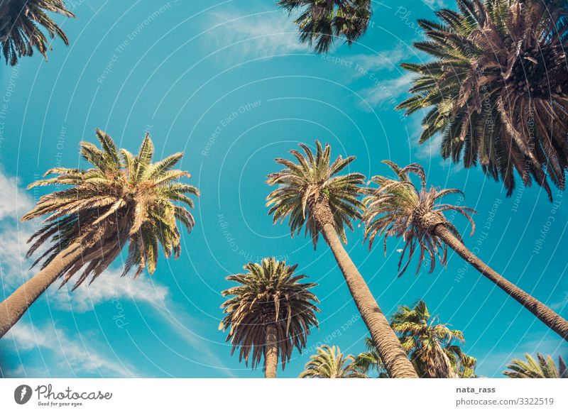 Retro-getönte Palmen auf dem Rode Drive, Beverly Hills, Los Angeles hoch sonnig grün Hintergrund Sonnenlicht tropisch Straße Winkel tiefstehend Textfreiraum