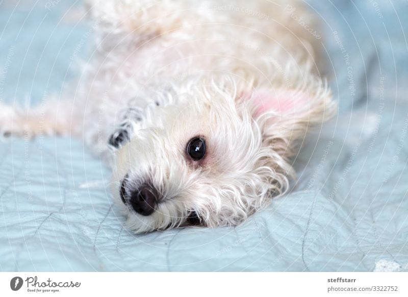 Schlummernder weißer West-Hochland-Terrier-Hund ruhig Haustier 1 Tier schlafen blau Westie Westhighland-Terrier schläfrig zotteliger Hund große Ohren