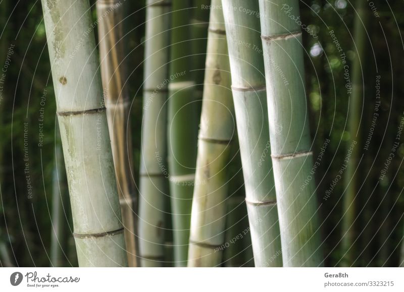 grünes Bambushain-Muster in Nahaufnahme Garten Tapete Gartenarbeit Natur Pflanze Wald Urwald frisch hell natürlich saftig Hintergrund Botanik Hain Ernte