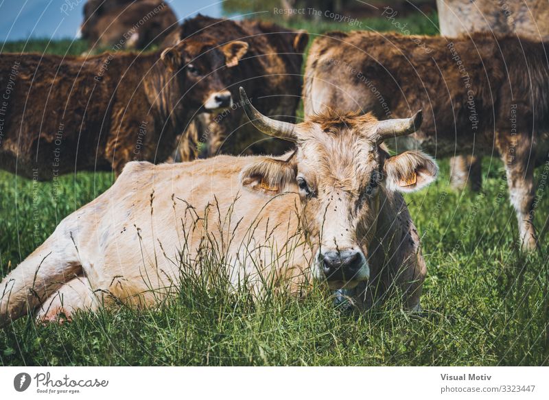 Kühe, die sich auf dem Feld ausruhen Tier Nutztier Kuh Tiergruppe Herde beobachten entdecken Blick sitzen authentisch Freundlichkeit schön wild braun