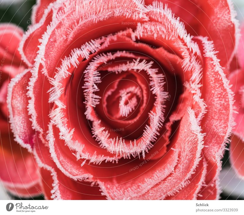 Kalte Liebe, künstliche Rose mit Raureif Natur Pflanze Blume Kristalle kalt rot weiß ästhetisch schön Frost Kristallnadeln Naturphänomene Naturwunder gestellt