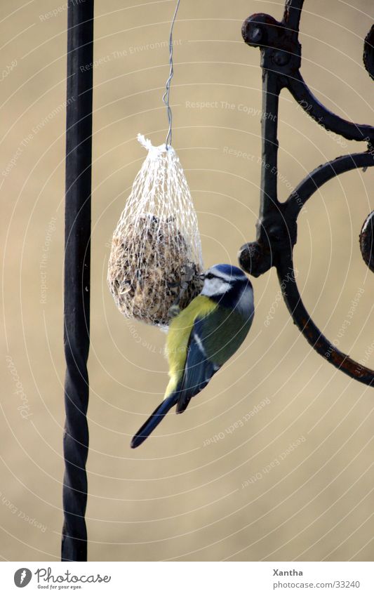 Blaumeise Vogel Vogelfutter Futterknödel Fressen Tierliebe Natur Außenaufnahme Gitter Zaun Menschenleer Appetit & Hunger Tag