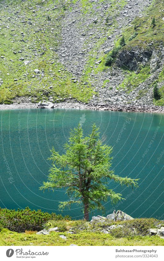 Baum und See in den Bergen (Österreich) Ferien & Urlaub & Reisen Tourismus Ausflug Sommer Sommerurlaub Berge u. Gebirge wandern Umwelt Natur Landschaft Pflanze