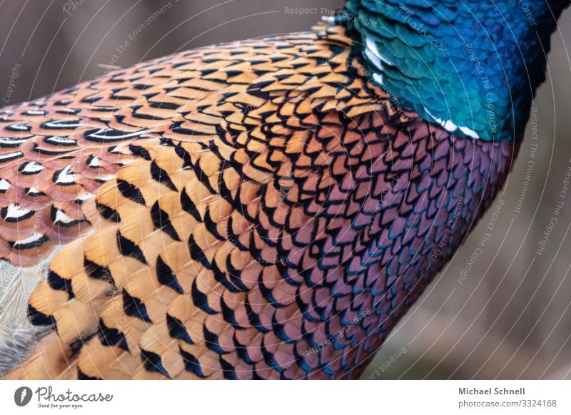 Fasanfarben Tier Wildtier Vogel 1 schön Glück Optimismus Natur Farbfoto mehrfarbig Außenaufnahme Menschenleer Zentralperspektive