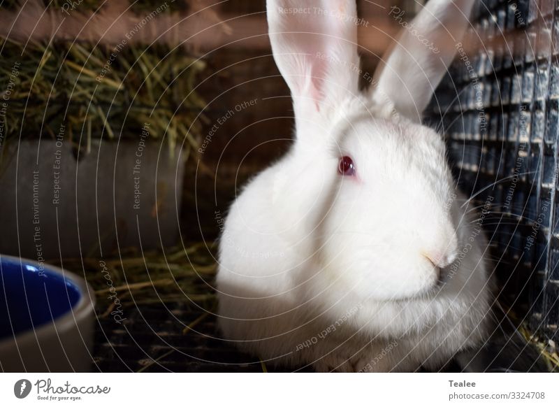 Weißes Kaninchen Tier Haustier Nutztier Tiergesicht Hase & Kaninchen 1 elegant kalt Neugier niedlich schön trist weiß Stimmung Zufriedenheit geheimnisvoll